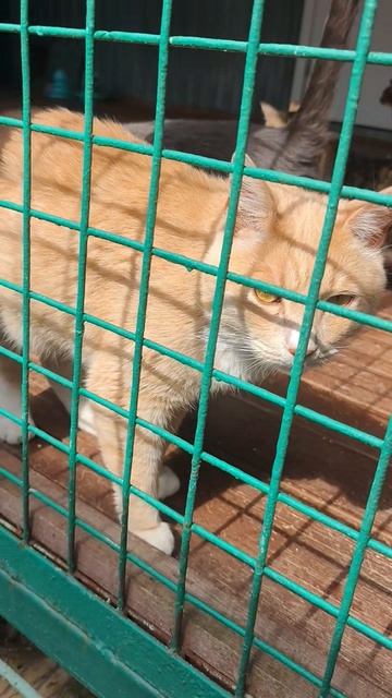 лето🌾🌞⛱️безмятежность🐸 коты лежат кверху пузом в приюте😻 Фил поедет в Германию🙀 Леди Андромеда