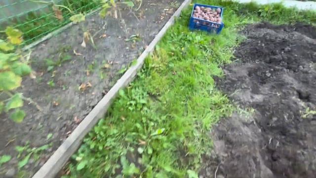 Выкопали картошку! Урожая в этом году нет , но на еду хватит