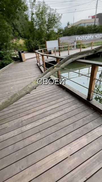 Дерево упало в Тарычевский пруд