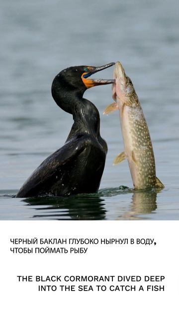Баклан