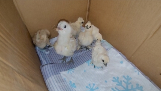 Покупка для души/Китайские шёлковые 🐤
