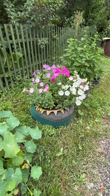 Клумбы с цветами #garden #gardening