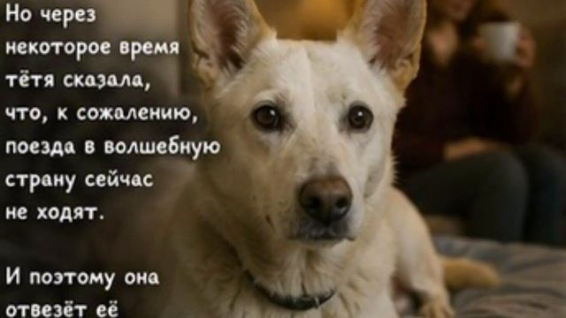Волонтеры продолжают усиленно искать для Лаймы семью 🏠