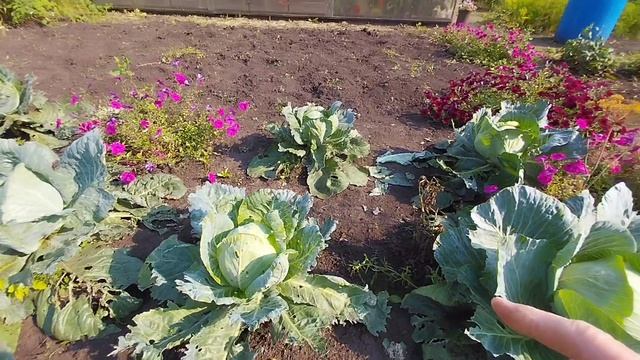 Загрузила его по полной. Жизнь НА пенсии.