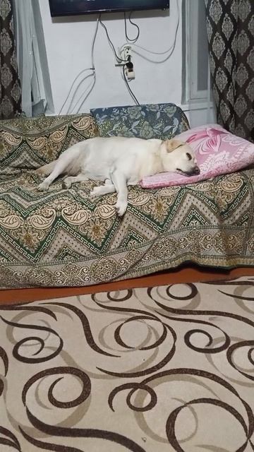 собакам сняться сны🥰