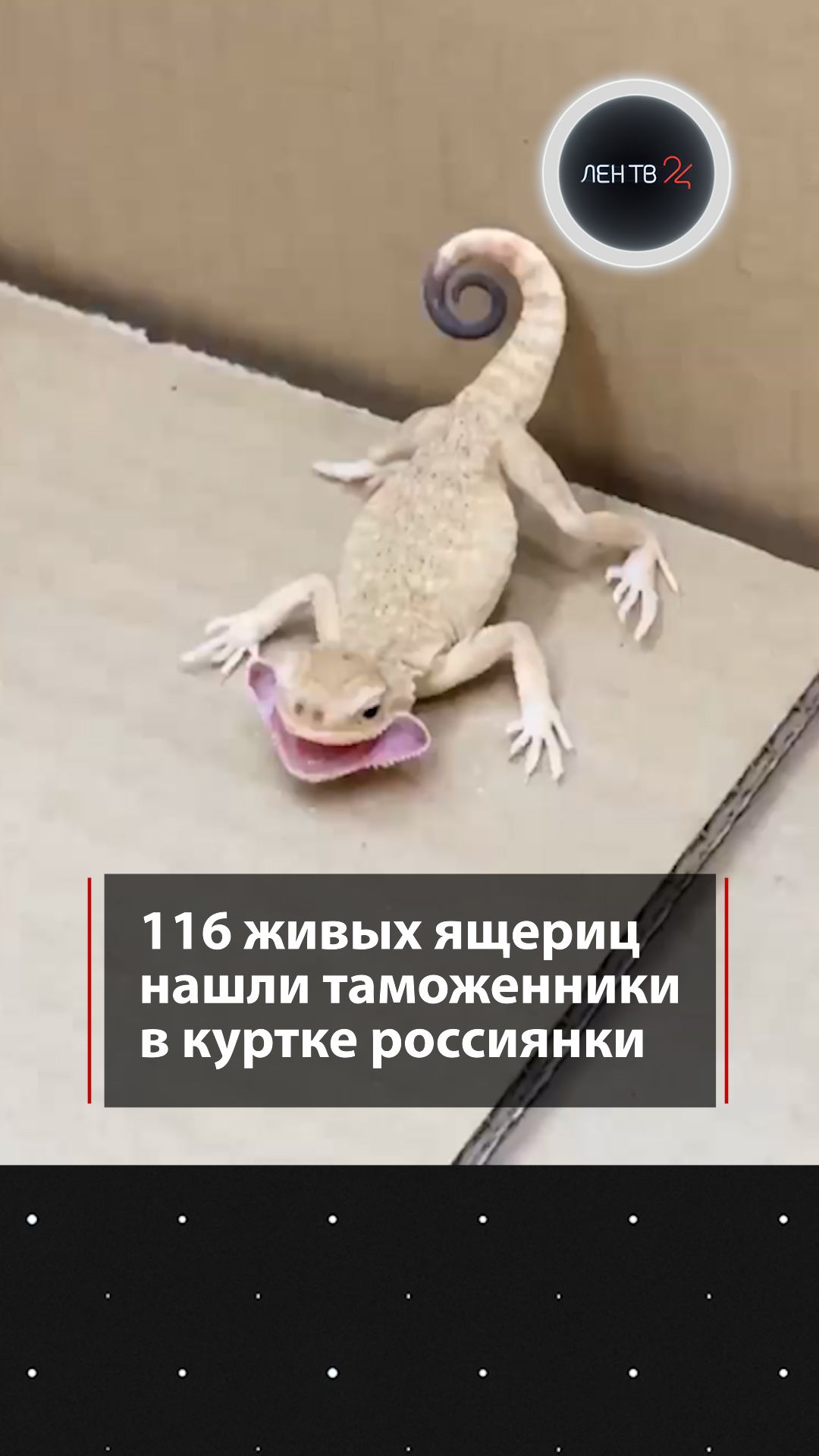 116 живых ящериц нашли таможенники в куртке россиянки