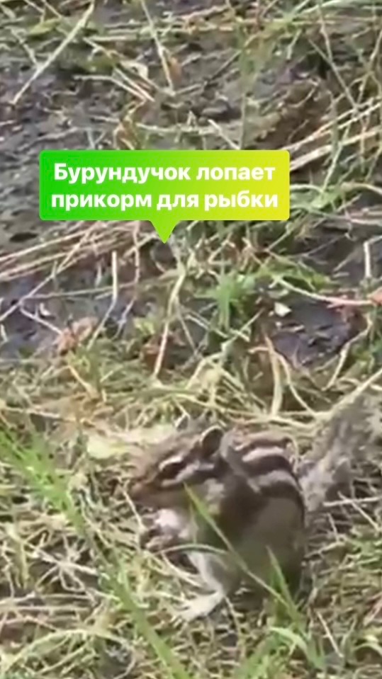 Бурундук, Подмосковье 2024 год