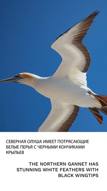 Олуша