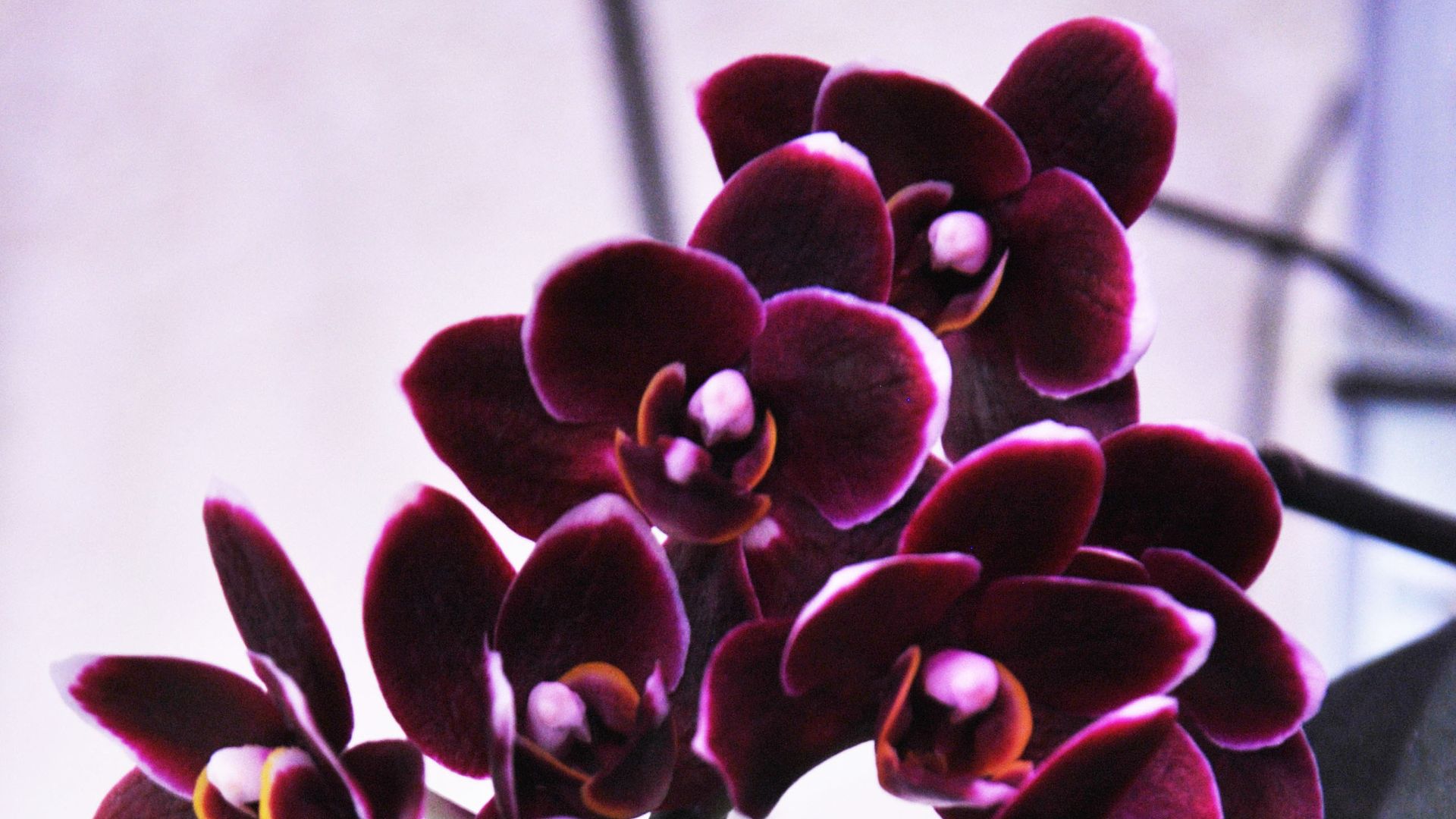 Phalaenopsis Miki Little Fox-Орхидея фаленопсис Маленькая лисичка. ЭФФЕКТНАЯ! Долго цветущая!