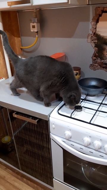 Котярочки