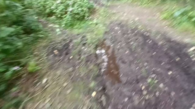прятки в лесу