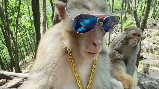 Крутой обезьян 😎