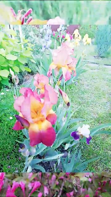 И всё таки, они прекрасны) #ирисы #пионы #цветы #fiori #garden