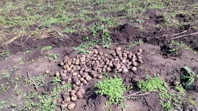 Сельские будни: погода, уборка картофеля. 25.08.26