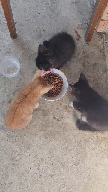ТРИ КОТИКА КУШАЮТ