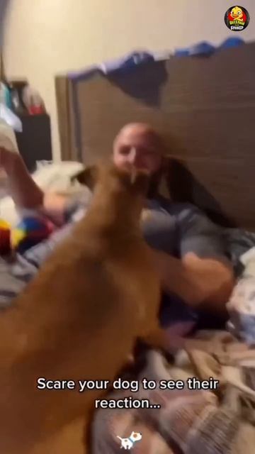 Видео от Веселый бункер