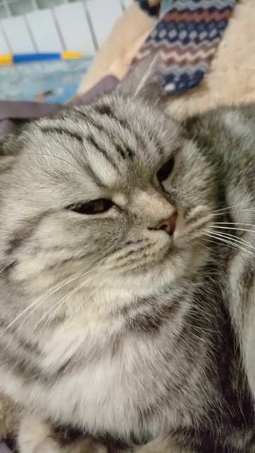 Моя кошка