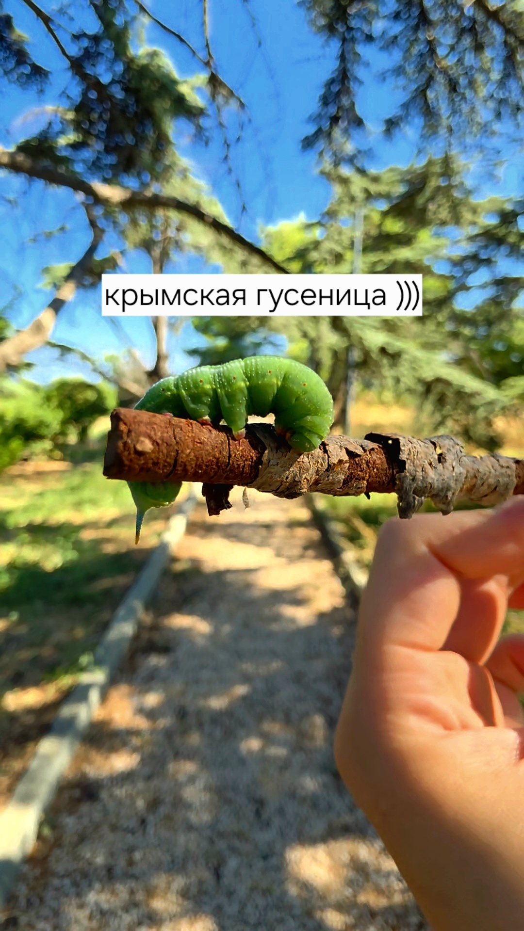 Крымская гусеница в горах 24.08.2026