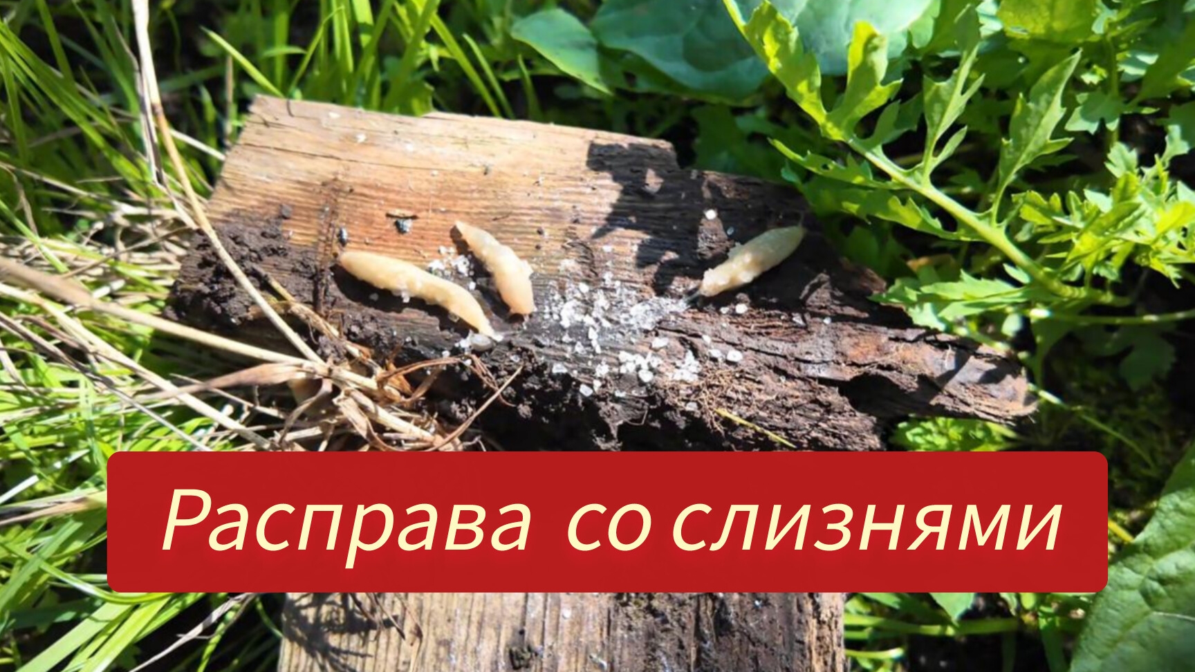 ЖЕСТКАЯ РАСПРАВА СО СЛИЗНЯМИ / СВАРИЛ ГРЯДКУ ИЗ ПРОФИЛЯ