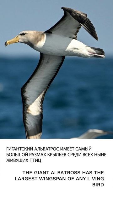 Альбатрос