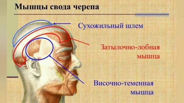 Спазм челюсти губит мозг и поясницу, ухудшает зрение и слух. Оживляющие упражнения