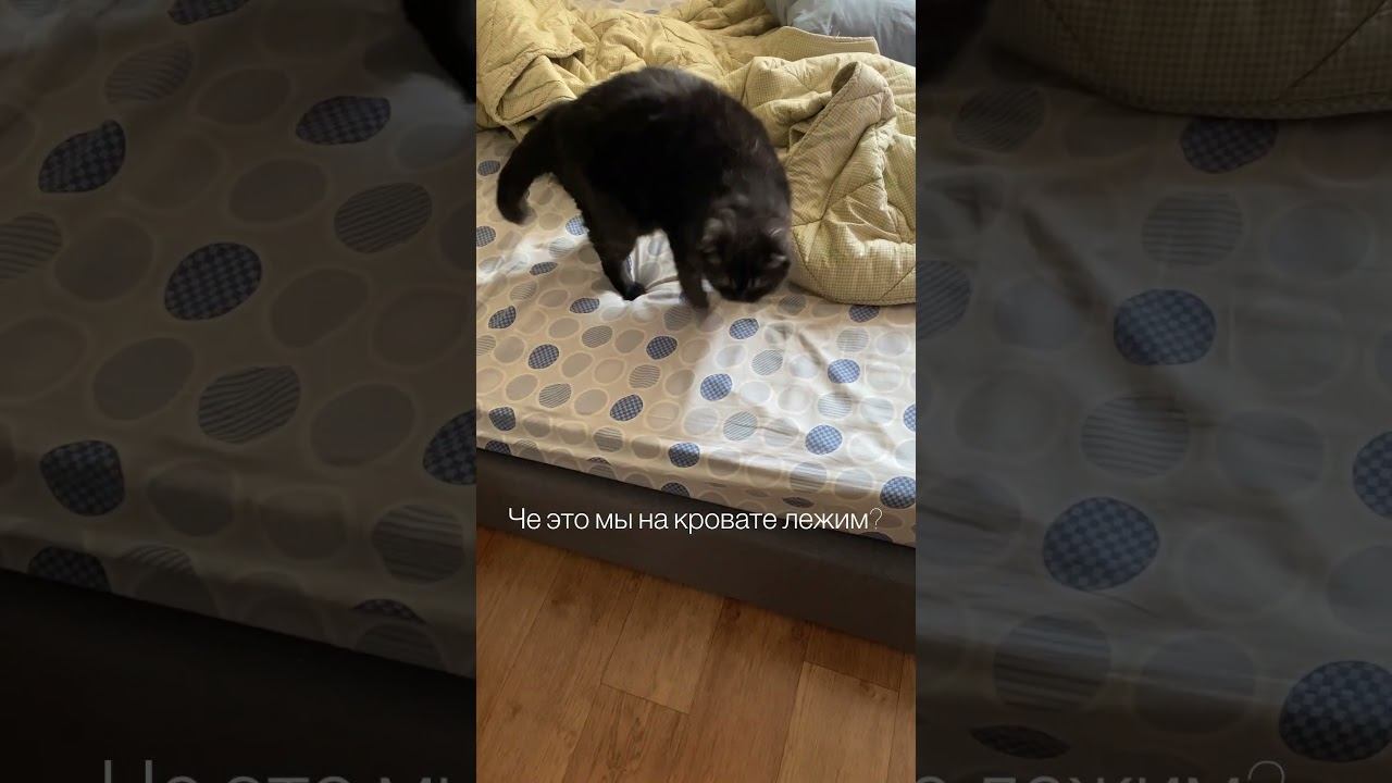 Ишь чё удумал  кот смех веселыекоты