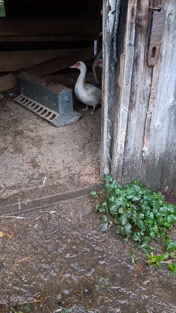 Как хозяюшка Лапа, куры 🐔🐓 гуси 🪿 утки 🦆 ведут себя в дождь? Неприятный нежданчик.
