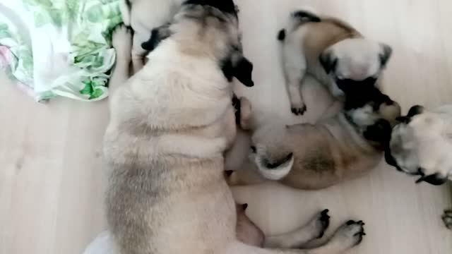 Милая семья мопсов.