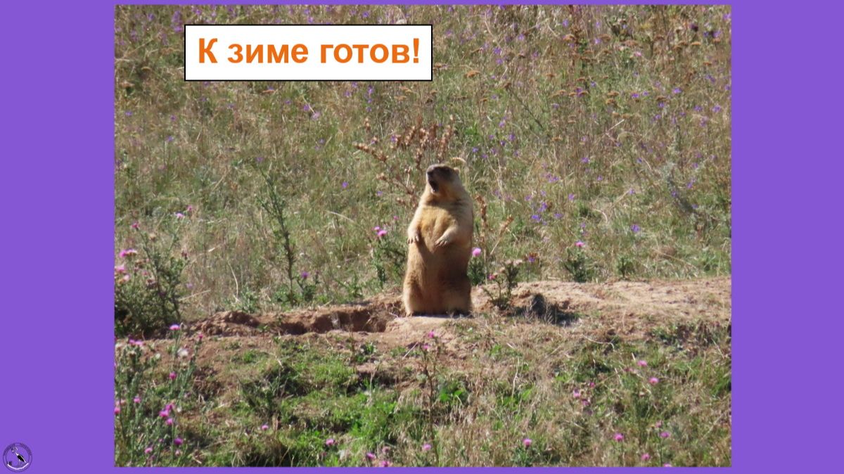 Сурки толстые и красивые - к спячке готовы