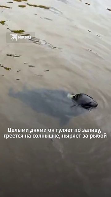 Нерпу Крошика отпустили плавать в Финский залив