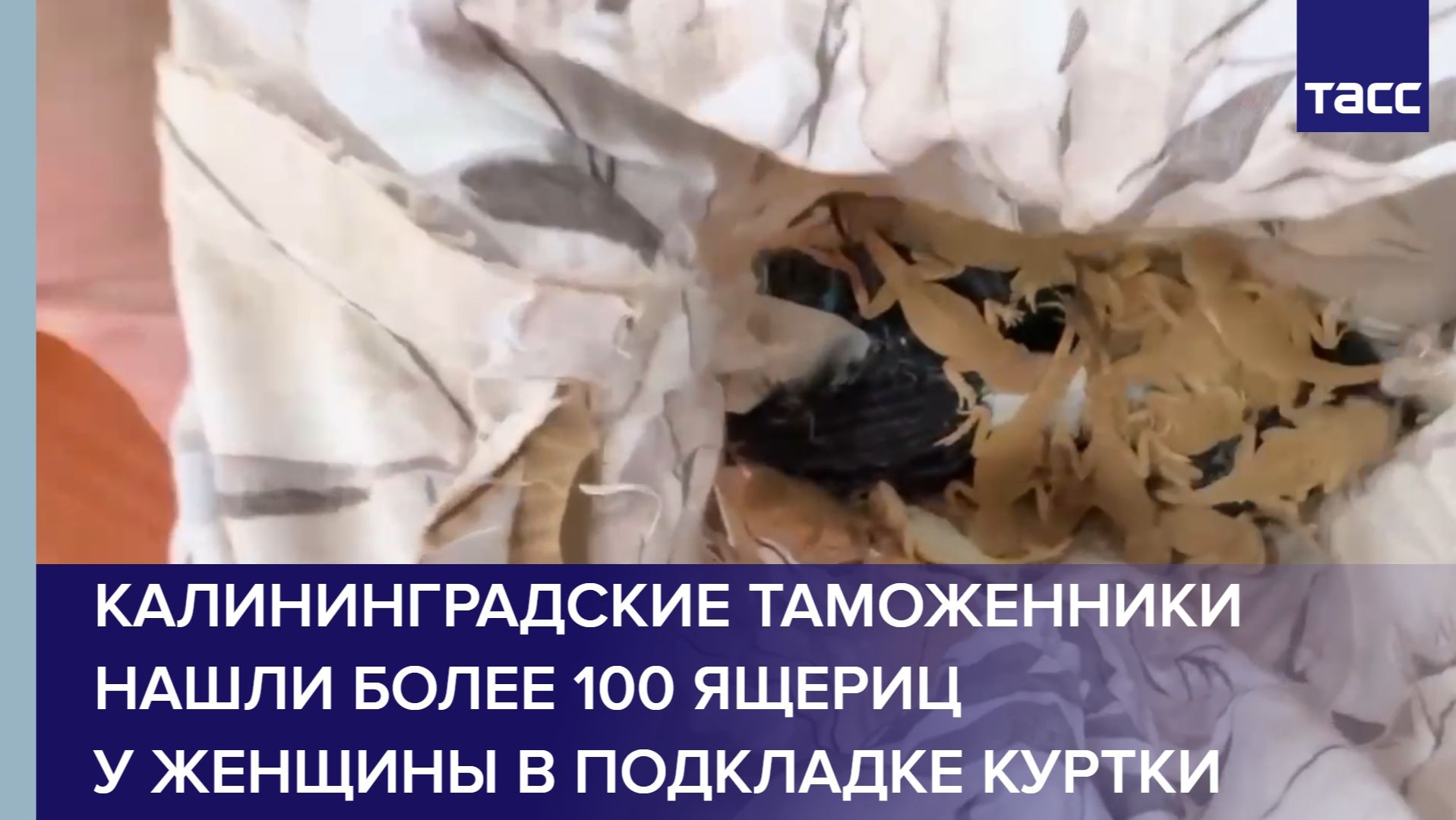 Калининградские таможенники нашли более 100 ящериц у женщины в подкладке куртки