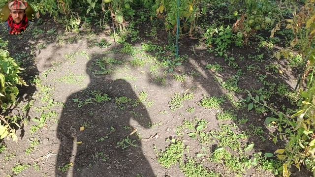 Очередной обзор 4К