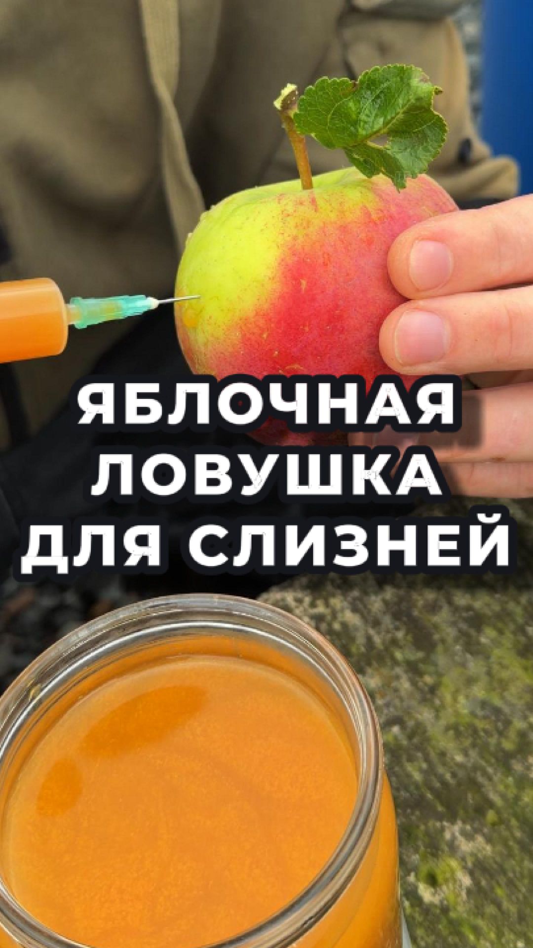 🐌 Слизни достали? Есть рабочий метод с яблоками! 🍏⚡️
