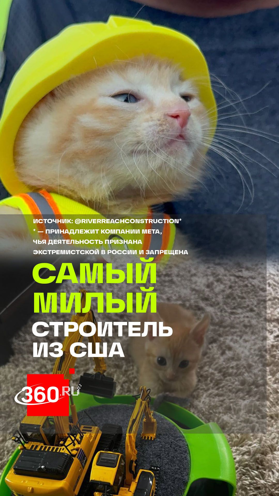 Кот пришел на стройку — и остался работать: история маленького строителч из США