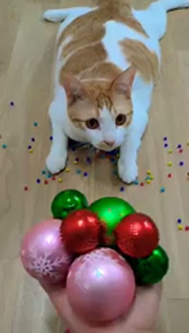 КОТ И ШАРИКИ