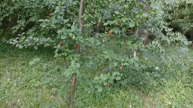 Ветром надуло