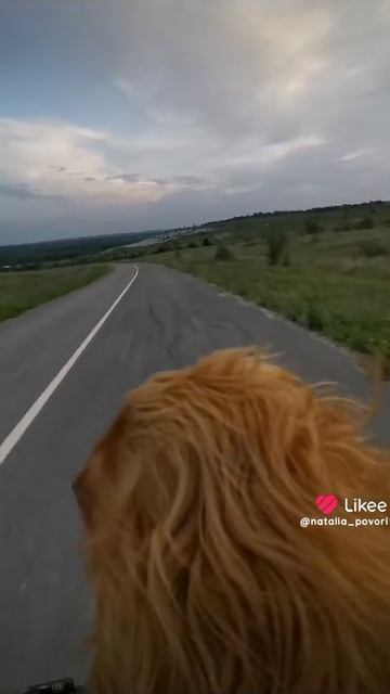 Собака на велике