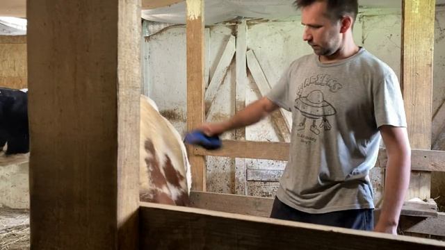 Осеменение телки, заброшенная козья ферм в соседнем селе.