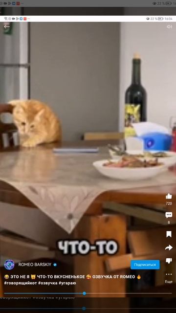 Самые смешные видео котов Юги тиви