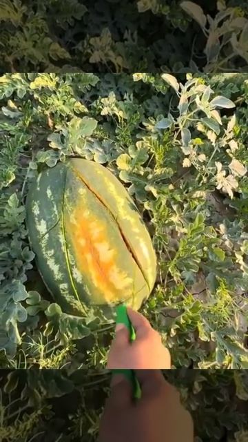 Аж 🍉 захотелось)))Подписываемся 😉