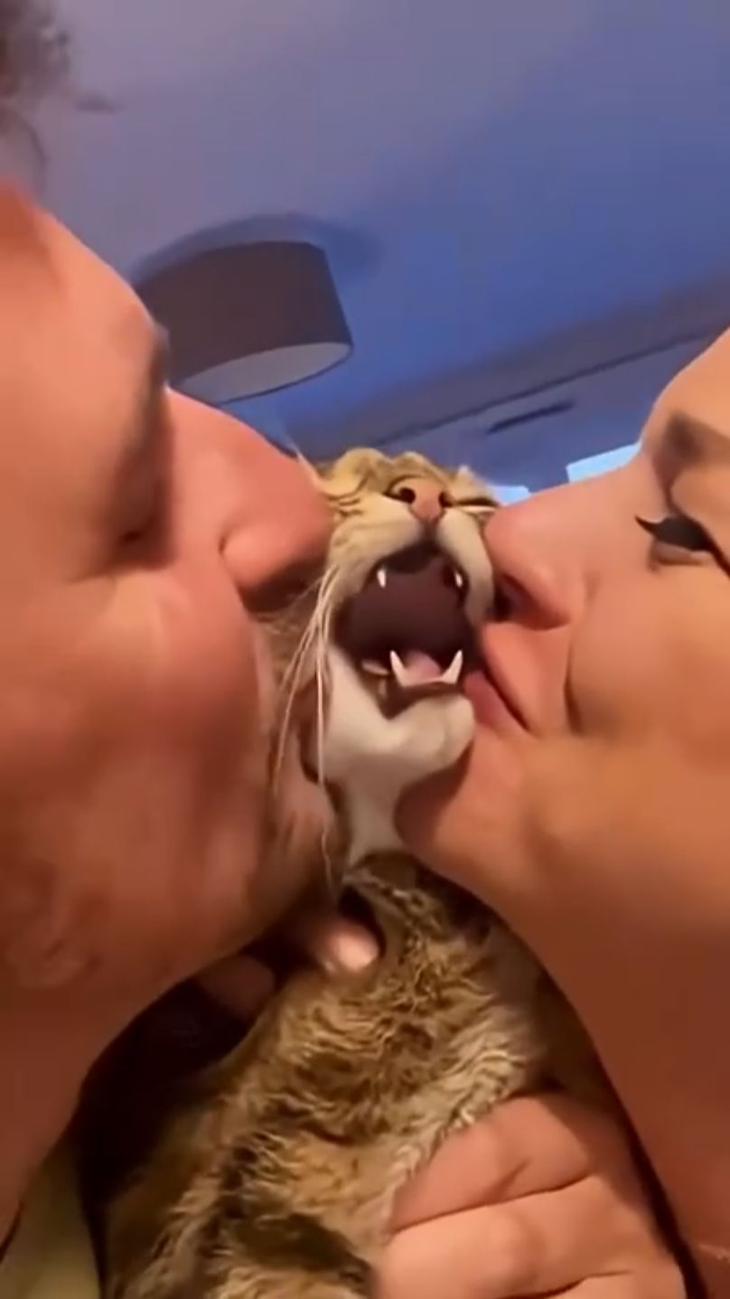 Cat Cute Reaction After Kiss😂🤣😘#cats #reaction
