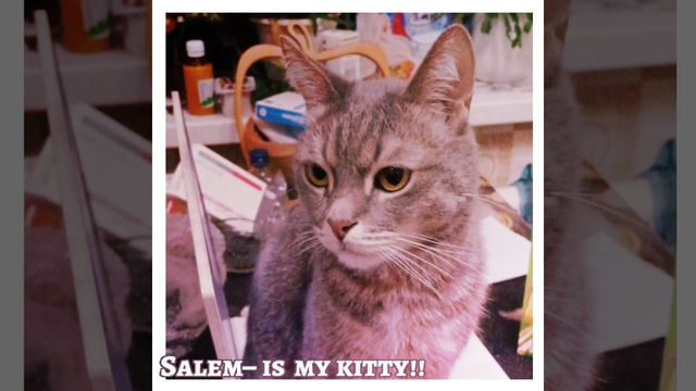 Наши котячие котячности)