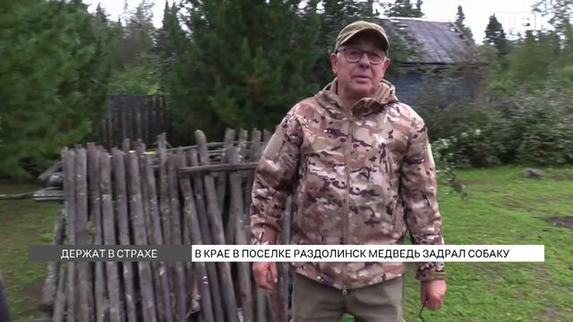 Медведь задрал собаку на глазах хозяйки в Красноярском крае