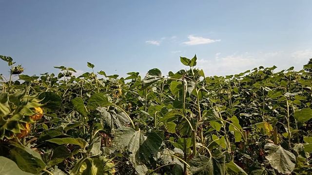 хоть на подсолнух посмотреть и попробовать