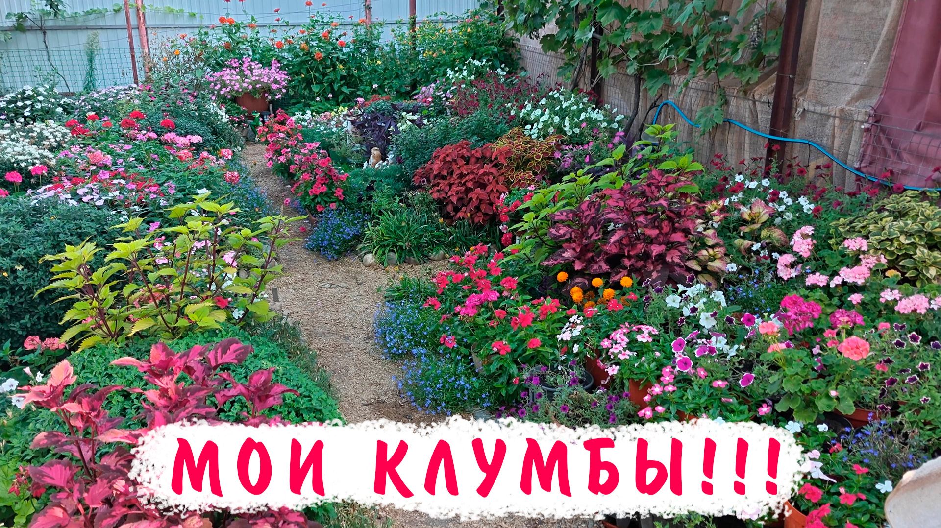 Мои цветники в конце августа! Какие цветы самые стойкие цветут и украшают участок до конца сезона