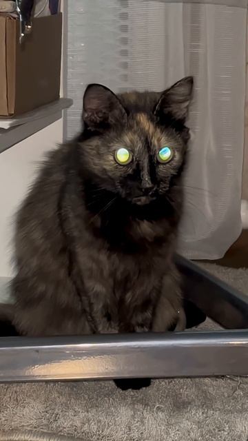 Чем кормить любимую кошку