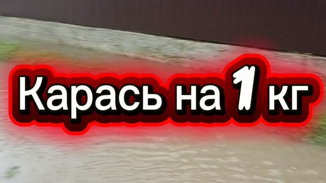 ШОК КАРАСЬ НА 1 КГ ПОСЛЕ СИЛЬНОГО ЛИВНЯ