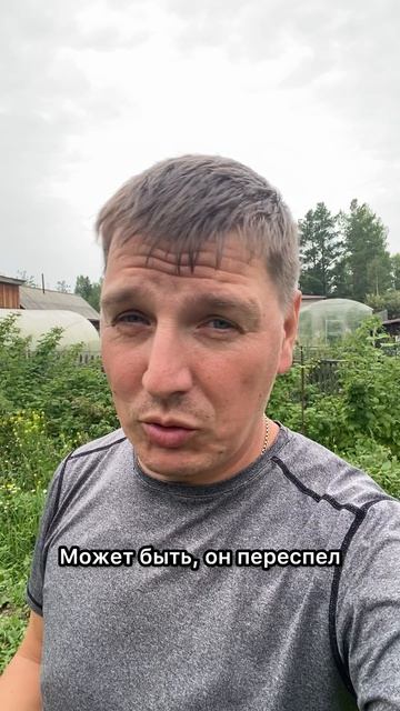 Арбузы лопаются