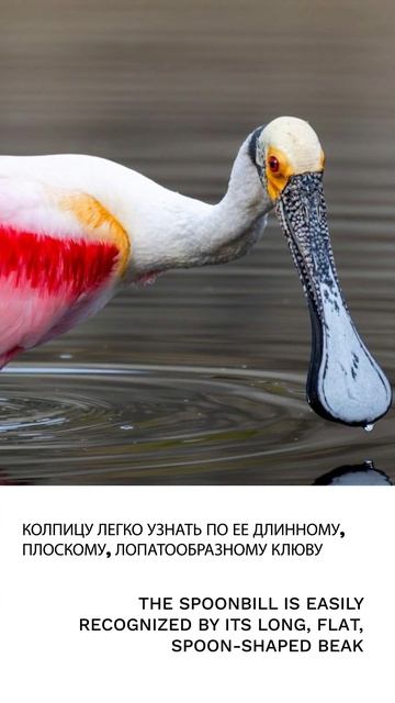 Колпица