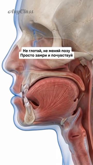 💡 Знаешь, что положение языка влияет на форму лица и даже на второй подбородок?